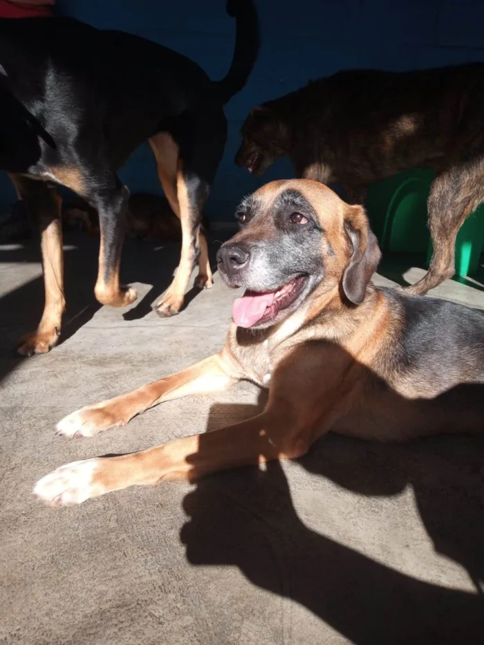 Cachorro ra a SRD-ViraLata idade 5 anos nome Maria