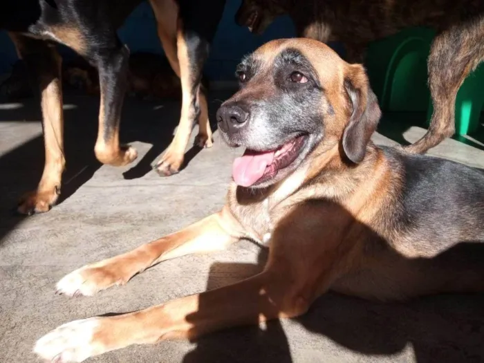 Cachorro ra a SRD-ViraLata idade 5 anos nome Maria