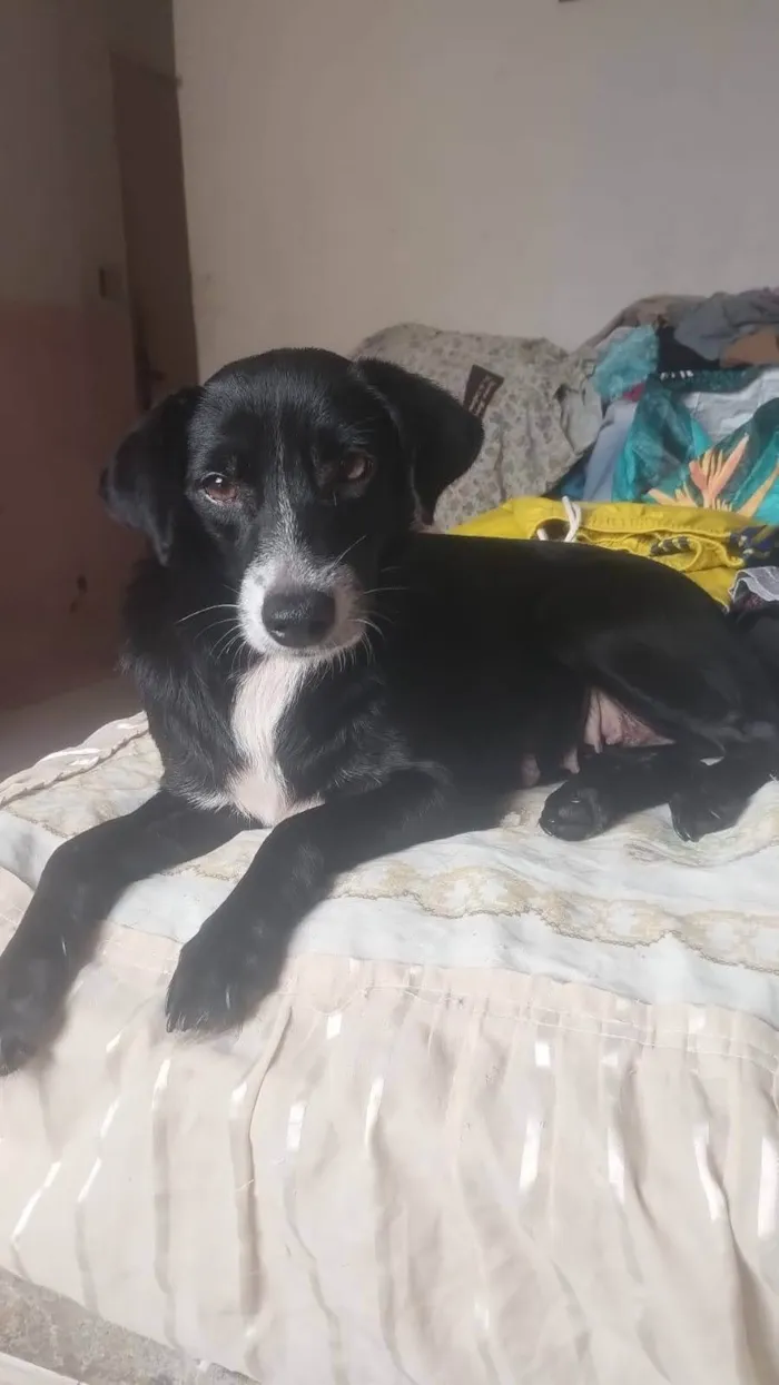Cachorro ra a SRD-ViraLata idade 1 ano nome Xena