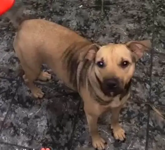 Cachorro ra a SRD-ViraLata idade 2 anos nome Xaatr