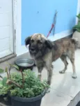 Lupi