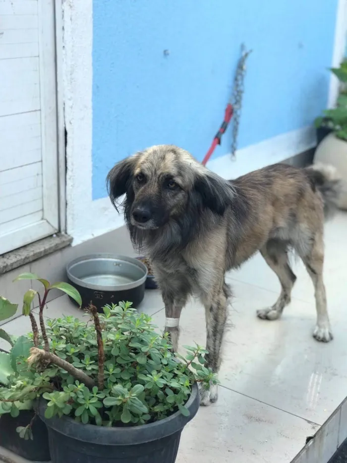 Cachorro ra a SRD-ViraLata idade 2 anos nome Lupi