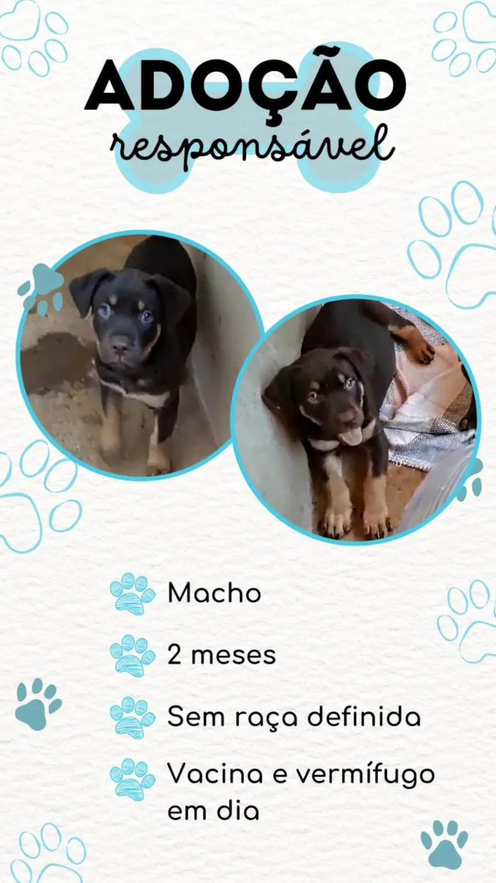 Cachorro ra a SRD-ViraLata idade Abaixo de 2 meses nome Filhote