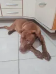 Apolo