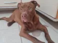 Apolo
