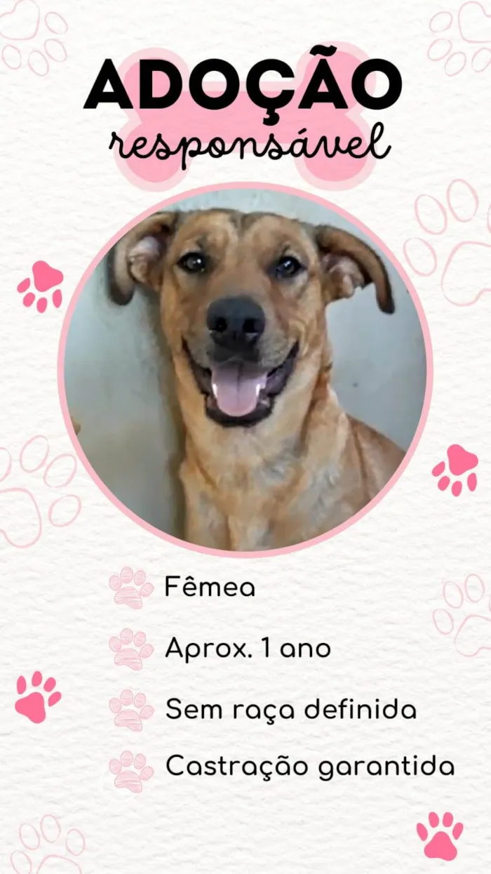 Cachorro ra a SRD-ViraLata idade 2 anos nome Pepita