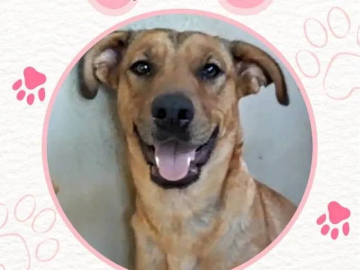 Cachorro ra a SRD-ViraLata idade 2 anos nome Pepita