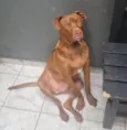 Apolo