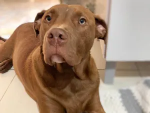 Cachorro raça Pit-Bull idade 1 ano nome Apolo