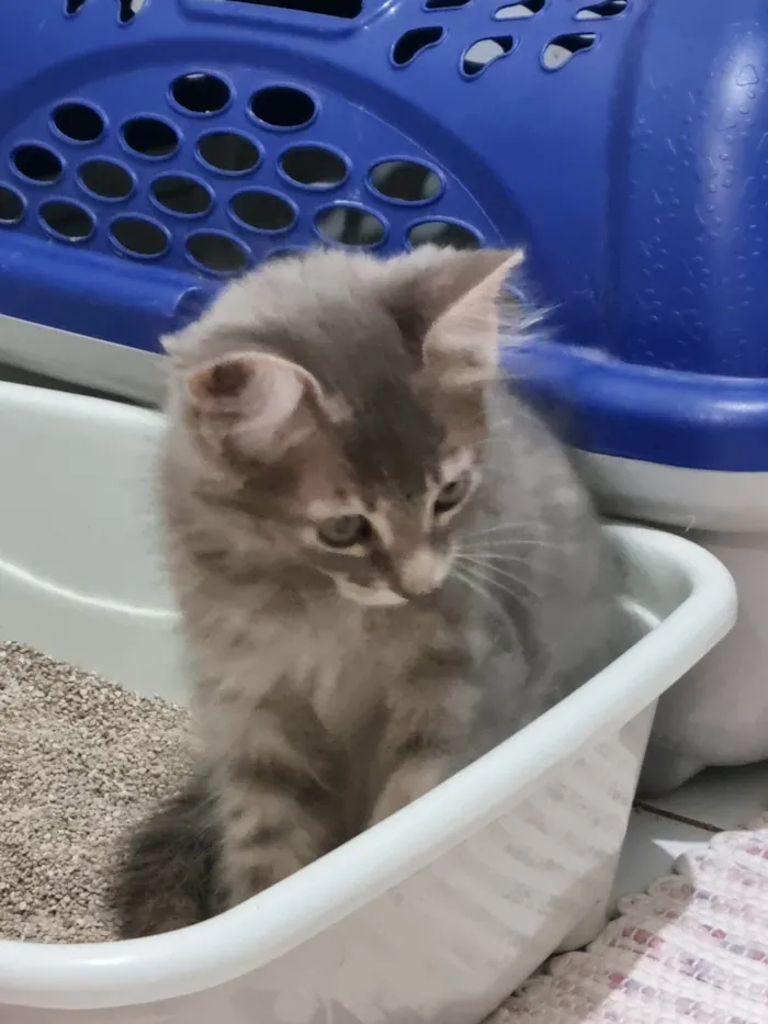 Gato ra a SRD-ViraLata idade 2 a 6 meses nome Lindinha