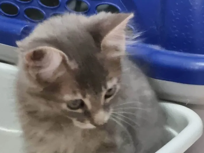 Gato ra a SRD-ViraLata idade 2 a 6 meses nome Lindinha