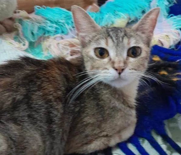 Gato ra a SRD-ViraLata idade 7 a 11 meses nome VIVI