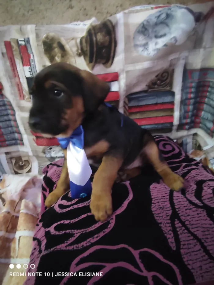 Cachorro ra a SRD-ViraLata idade 7 a 11 meses nome Floquinha 