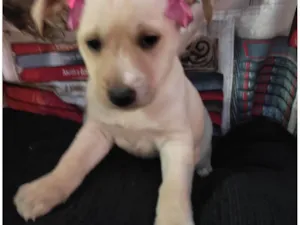 Cachorro raça SRD-ViraLata idade 7 a 11 meses nome Floquinha 