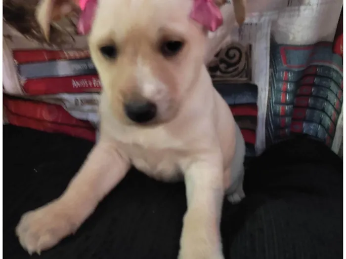 Cachorro ra a SRD-ViraLata idade 7 a 11 meses nome Floquinha 