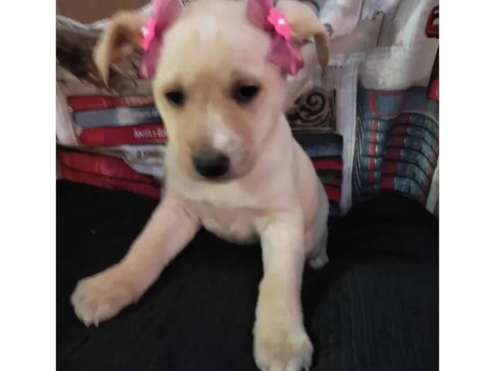 Cachorro ra a SRD-ViraLata idade 7 a 11 meses nome Floquinha 