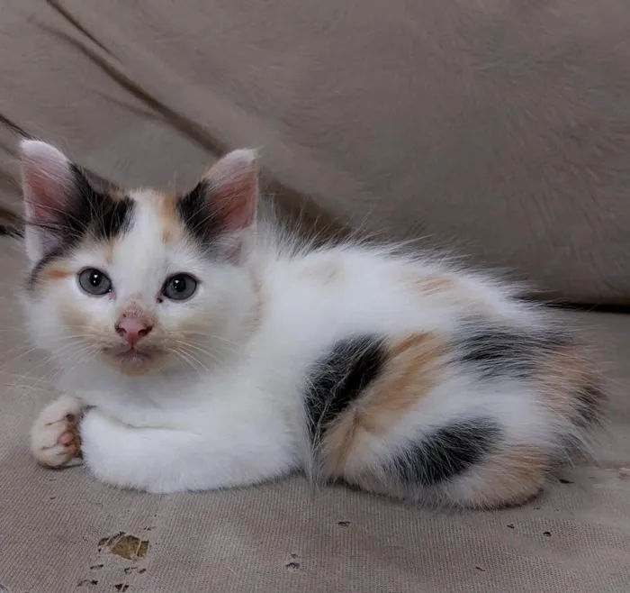 Gato ra a Sem raça definida idade Abaixo de 2 meses nome Sem nome
