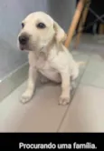 Não tem