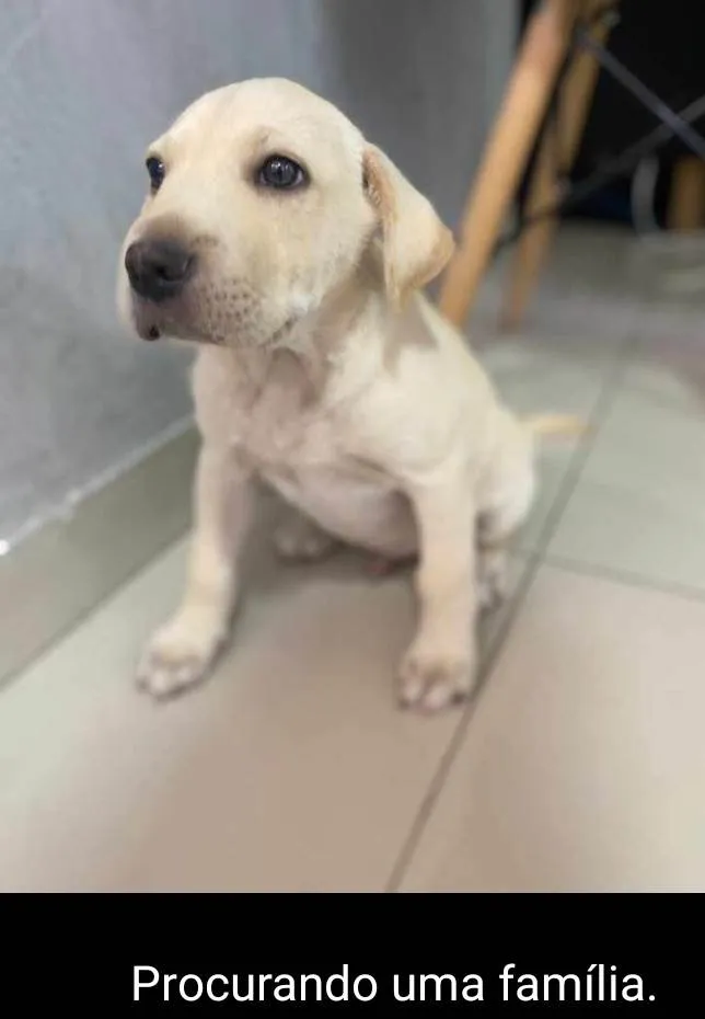Cachorro ra a SRD-ViraLata idade Abaixo de 2 meses nome Não tem