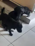 Não tem