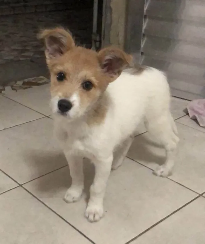 Cachorro ra a SRD-ViraLata idade 2 a 6 meses nome Nina