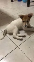 Nina