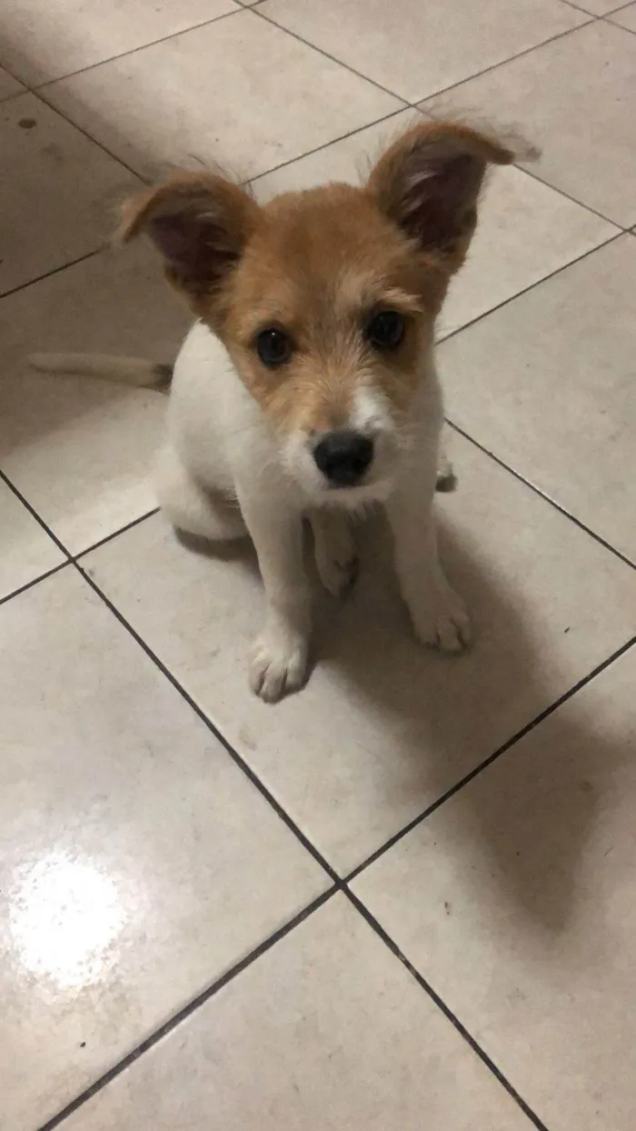 Cachorro ra a SRD-ViraLata idade 2 a 6 meses nome Nina