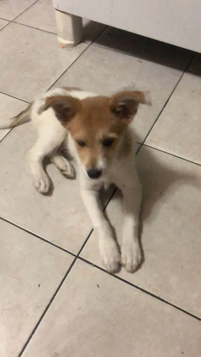 Cachorro ra a SRD-ViraLata idade 2 a 6 meses nome Nina