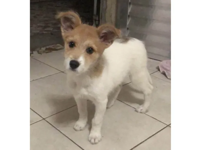 Cachorro ra a SRD-ViraLata idade 2 a 6 meses nome Nina