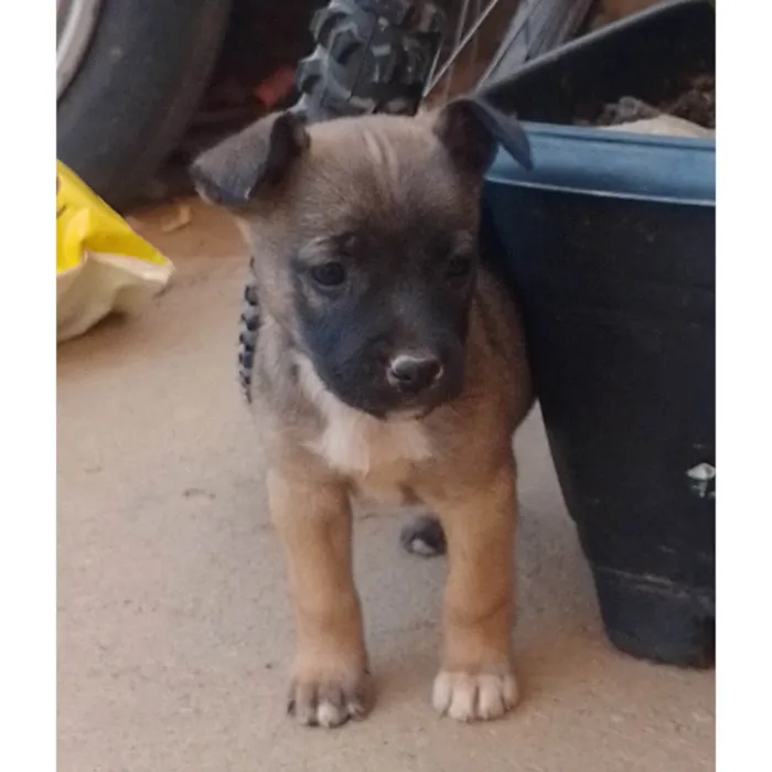 Cachorro ra a Mistura de pastor Alemão com buldog francês  idade 2 a 6 meses nome Pantera, Beto, princesa, Betovem, charmosinha, linda