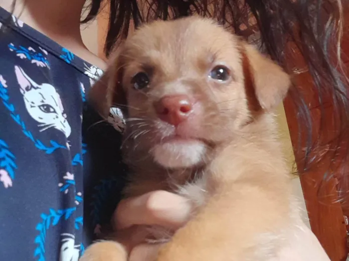 Cachorro ra a SRD idade Abaixo de 2 meses nome Luffy