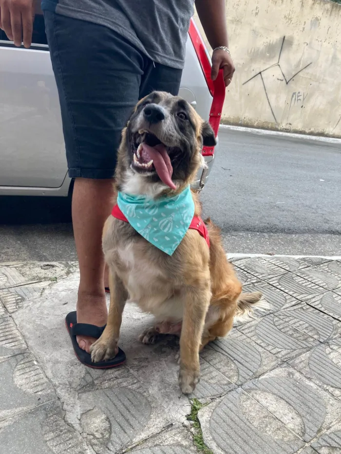 Cachorro ra a SRD-ViraLata idade 3 anos nome Bradock