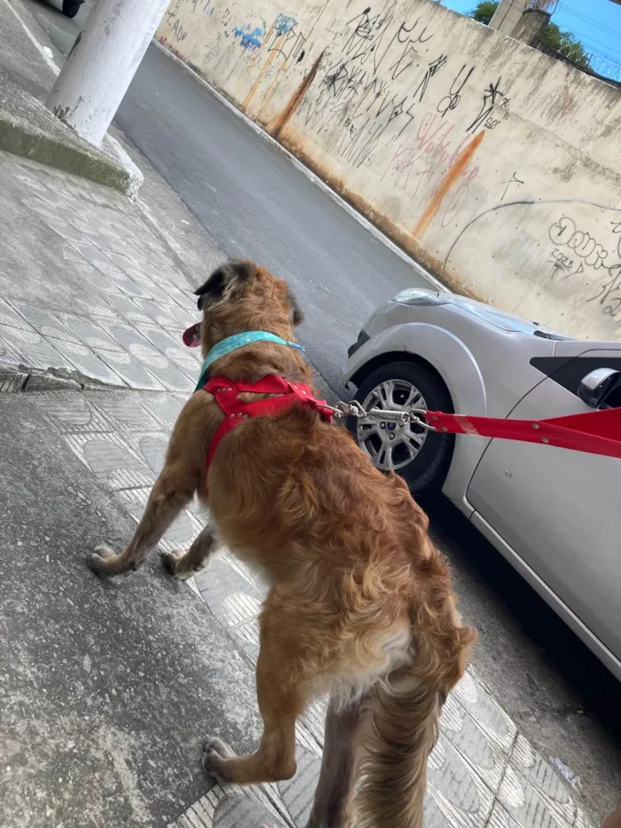 Cachorro ra a SRD-ViraLata idade 3 anos nome Bradock