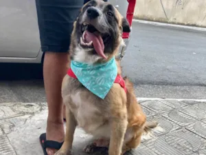 Cachorro raça SRD-ViraLata idade 3 anos nome Bradock