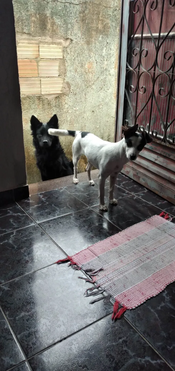 Cachorro ra a Chow chow com pastor belga idade 1 ano nome Safira 