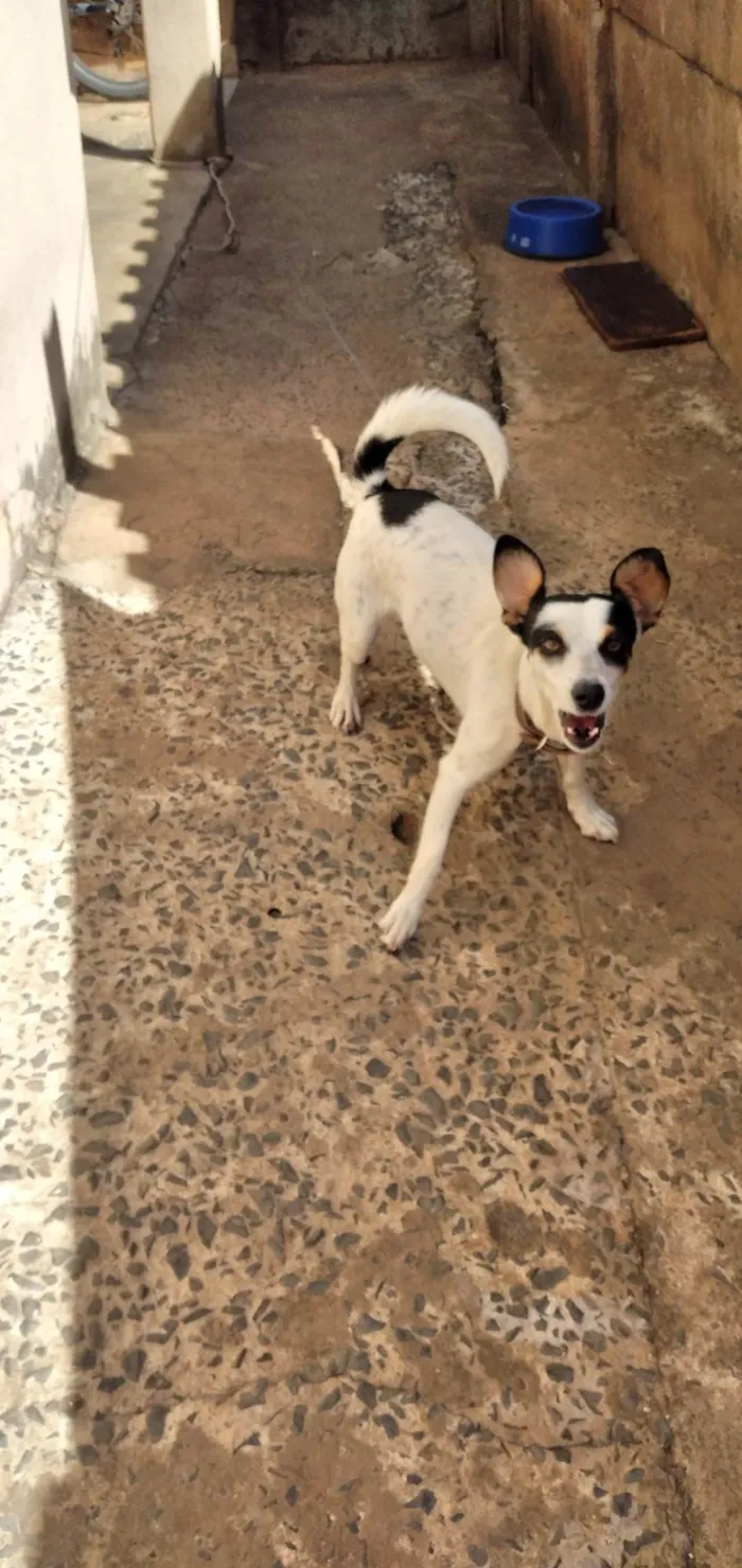 Cachorro ra a Vira lata  idade 1 ano nome Luna 