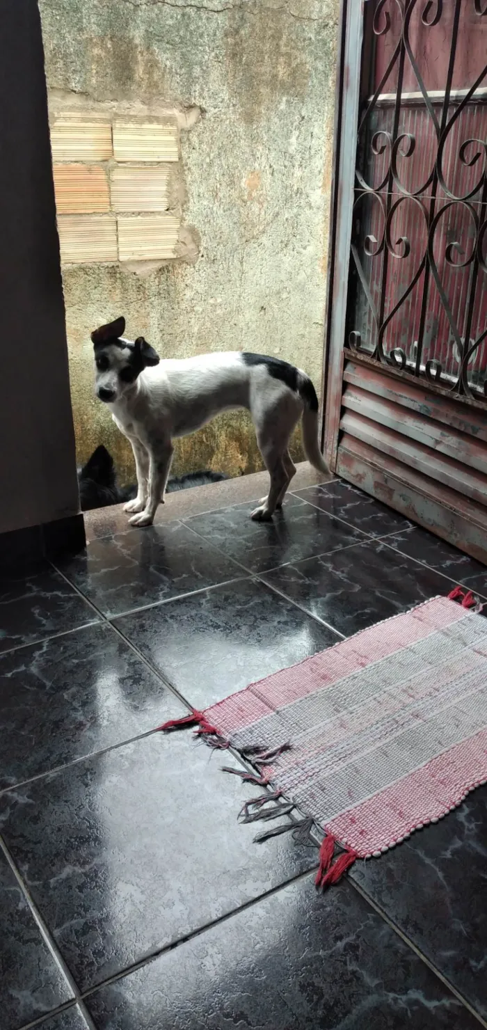 Cachorro ra a Vira lata  idade 1 ano nome Luna 