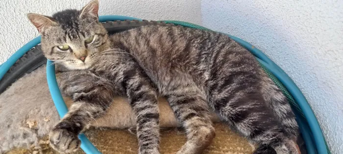 Gato ra a Não sei idade 2 anos nome Saimon