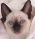 Kiko 