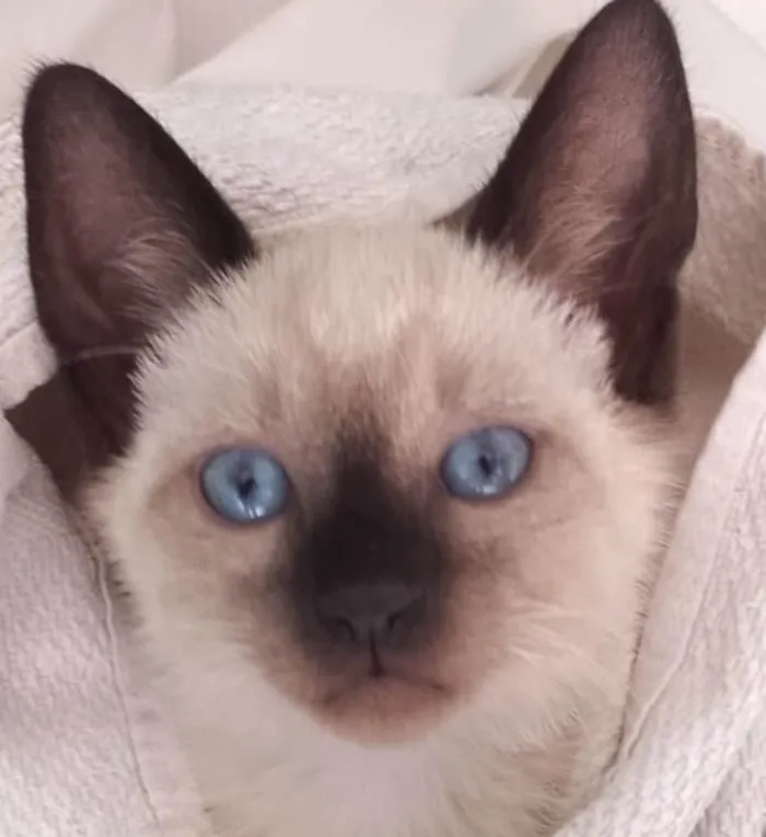 Gato ra a Siames  idade 2 a 6 meses nome Kiko 