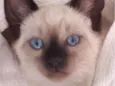 Kiko 