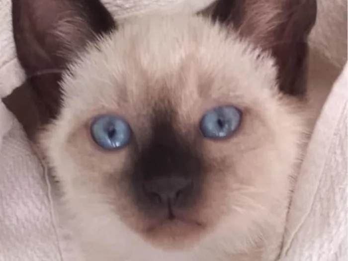 Gato ra a Siames  idade 2 a 6 meses nome Kiko 
