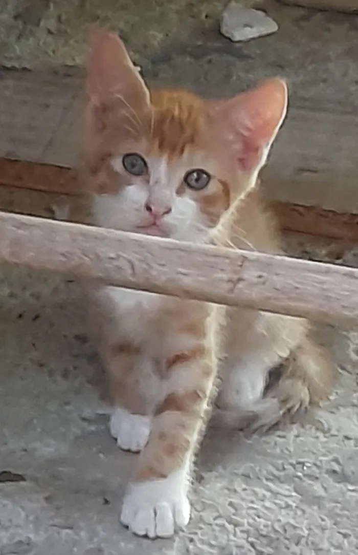 Gato ra a Sem definição  idade Abaixo de 2 meses nome Não tem