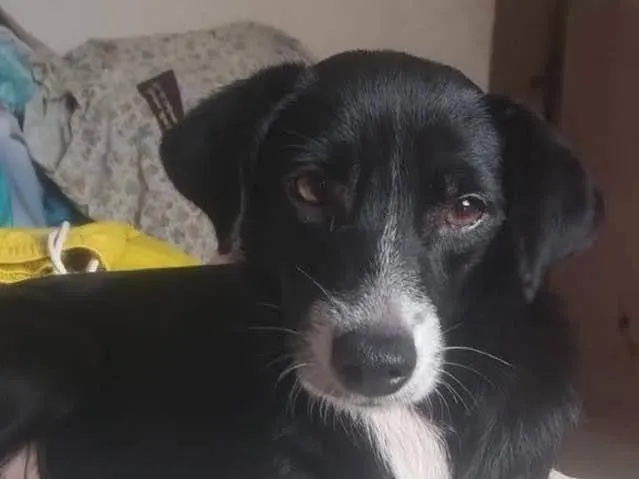 Cachorro ra a SRD-ViraLata idade 1 ano nome Xena