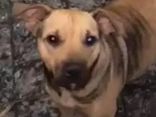 Cachorro ra a SRD-ViraLata idade 2 anos nome Xaatr