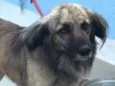 Lupi