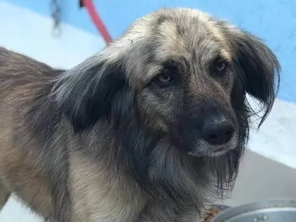 Cachorro ra a SRD-ViraLata idade 2 anos nome Lupi