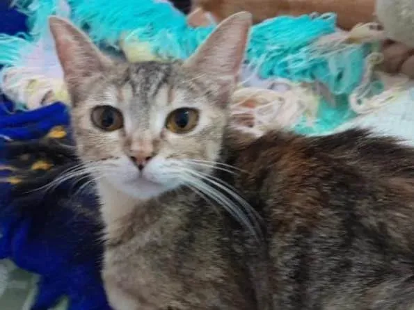 Gato ra a SRD-ViraLata idade 7 a 11 meses nome VIVI