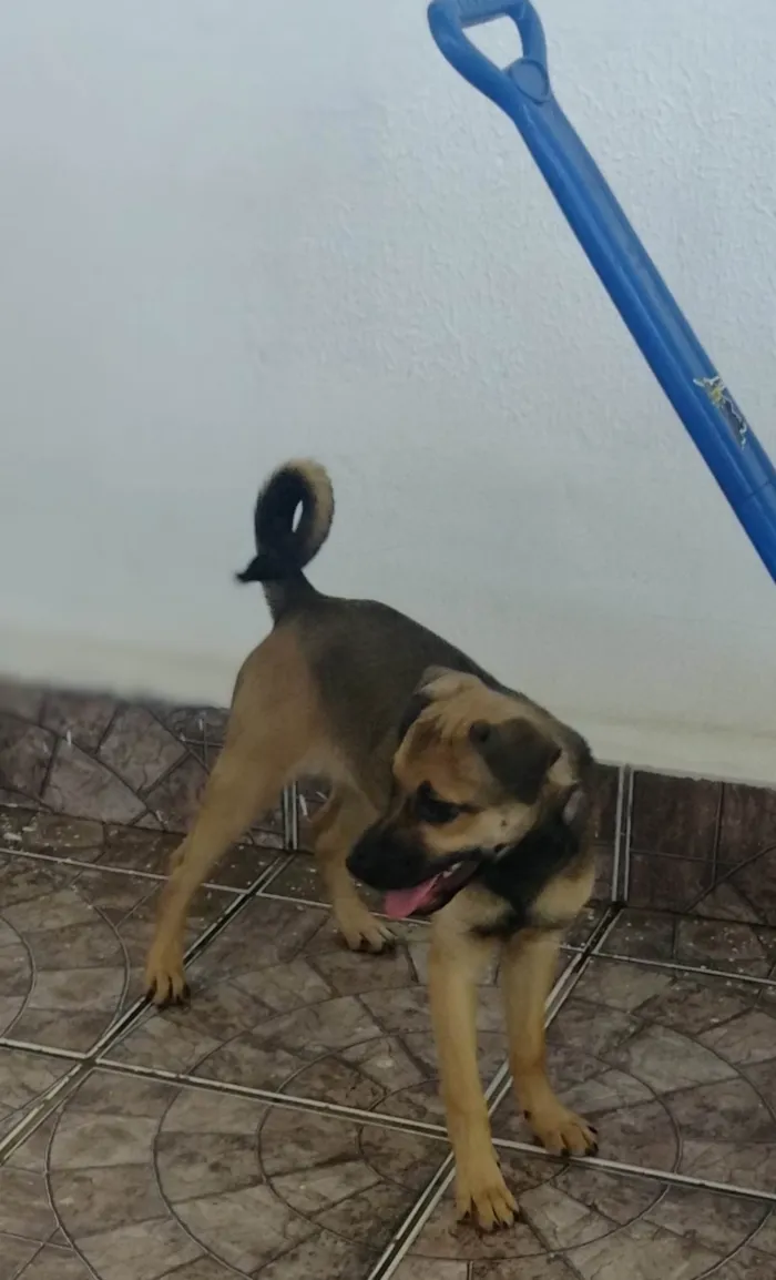 Cachorro ra a Vira lata  idade 2 a 6 meses nome Princesa