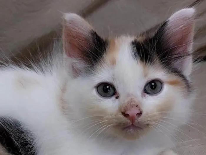 Gato ra a Sem raça definida idade Abaixo de 2 meses nome Sem nome